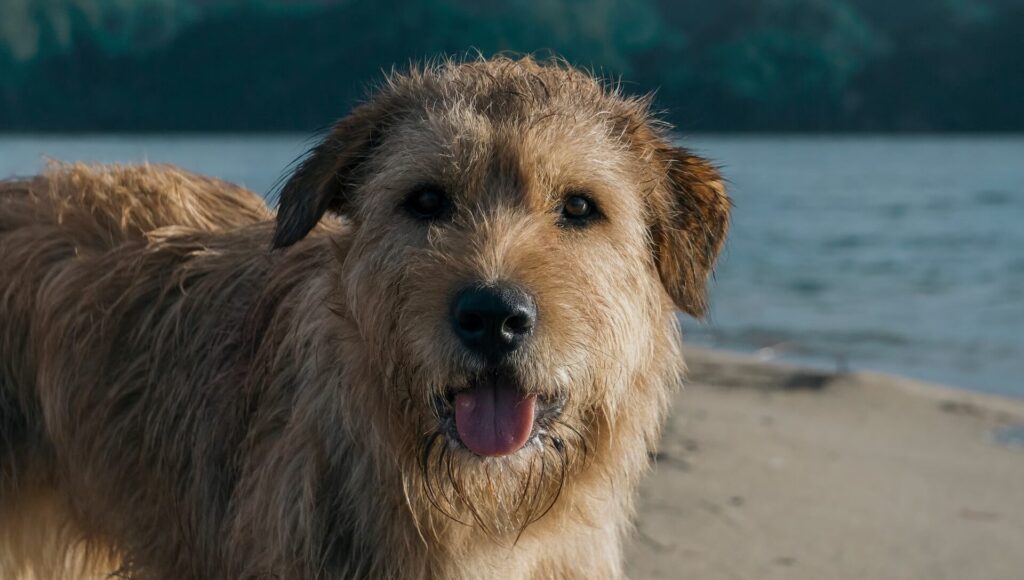 Arthur (Ukai) sitting on a beach in 'Arthur the King' 